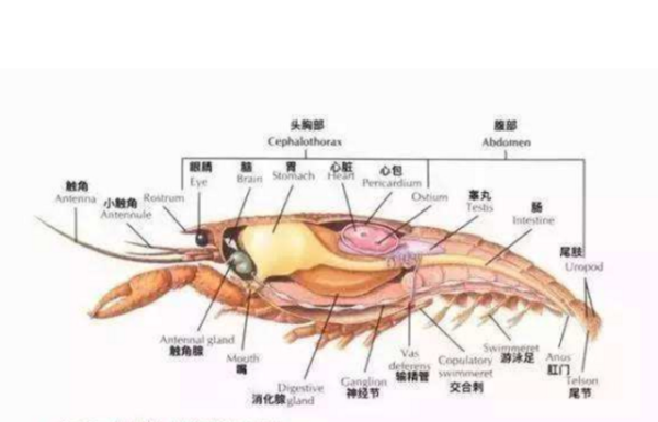 虾头在哪里(龙虾哪里是头部哪里是尾部)-第2张图片-厨房小当家 虾头在哪里(龙虾哪里是头部哪里是尾部)-第2张图片-厨房小当家