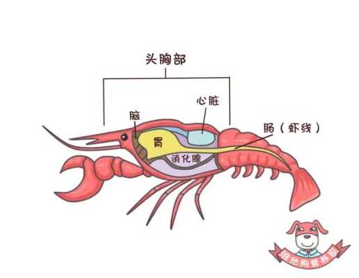 虾头在哪里(龙虾哪里是头部哪里是尾部)-第1张图片-厨房小当家 虾头在哪里(龙虾哪里是头部哪里是尾部)-第1张图片-厨房小当家