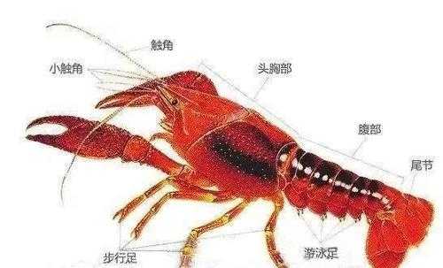 虾头在哪里(龙虾哪里是头部哪里是尾部)-第3张图片-厨房小当家 虾头在哪里(龙虾哪里是头部哪里是尾部)-第3张图片-厨房小当家