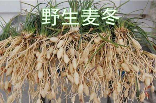 麦冬哪里好(麦冬哪里产的药效最好)-第1张图片-厨房小当家 麦冬哪里好(麦冬哪里产的药效最好)-第1张图片-厨房小当家