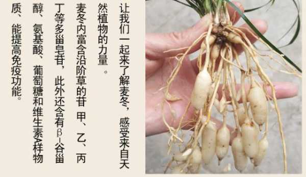 麦冬哪里好(麦冬哪里产的药效最好)-第3张图片-厨房小当家 麦冬哪里好(麦冬哪里产的药效最好)-第3张图片-厨房小当家