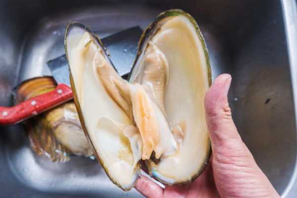 蚌壳吃什么东西,蚌壳吃哪里的肉-第1张图片-厨房小当家 蚌壳吃什么东西,蚌壳吃哪里的肉-第1张图片-厨房小当家