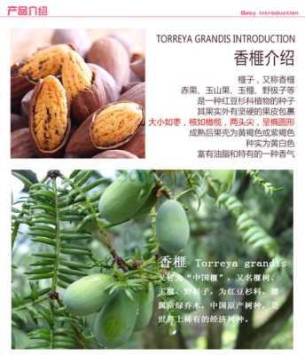 香榧哪里好(香榧子产地哪里最好)-第2张图片-厨房小当家 香榧哪里好(香榧子产地哪里最好)-第2张图片-厨房小当家