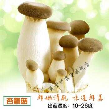 哪里买到平菇菌种啊,杏鲍菇哪里卖的好-第2张图片-厨房小当家 哪里买到平菇菌种啊,杏鲍菇哪里卖的好-第2张图片-厨房小当家