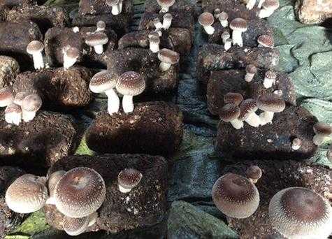 香菇长在哪里(香菇长在哪里图片)-第3张图片-厨房小当家 香菇长在哪里(香菇长在哪里图片)-第3张图片-厨房小当家