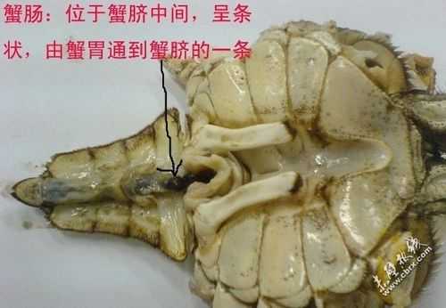 蟹肠在哪里(蟹肠在哪里图片)-第2张图片-厨房小当家 蟹肠在哪里(蟹肠在哪里图片)-第2张图片-厨房小当家