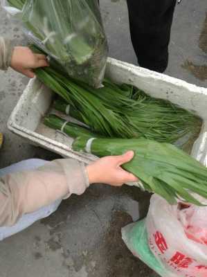 粽叶在哪里买(粽叶在哪里买便宜)-第3张图片-厨房小当家 粽叶在哪里买(粽叶在哪里买便宜)-第3张图片-厨房小当家