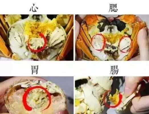 螃蟹的心在哪里(螃蟹的蟹心是透明的吗)-第3张图片-厨房小当家 螃蟹的心在哪里(螃蟹的蟹心是透明的吗)-第3张图片-厨房小当家