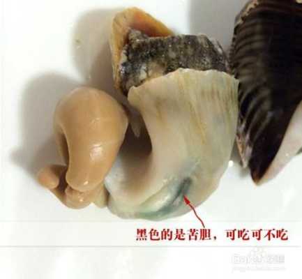 海螺的吃法哪个部位不能吃,海螺肉哪里不能吃图解,海螺肉的吃法,海鲜-第1张图片-厨房小当家 海螺的吃法哪个部位不能吃,海螺肉哪里不能吃图解,海螺肉的吃法,海鲜-第1张图片-厨房小当家