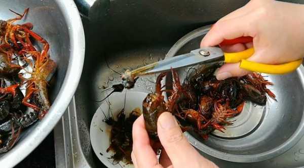 龙虾怎么剪头和尾,龙虾要剪哪些部位-第2张图片-厨房小当家 龙虾怎么剪头和尾,龙虾要剪哪些部位-第2张图片-厨房小当家