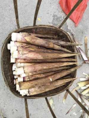 竹笋哪里的好(冬笋哪个地方的好)-第1张图片-厨房小当家 竹笋哪里的好(冬笋哪个地方的好)-第1张图片-厨房小当家