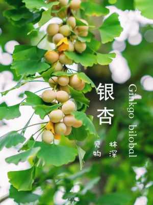 白果哪里的好(襄阳哪里的银杏叶最好)-第2张图片-厨房小当家 白果哪里的好(襄阳哪里的银杏叶最好)-第2张图片-厨房小当家