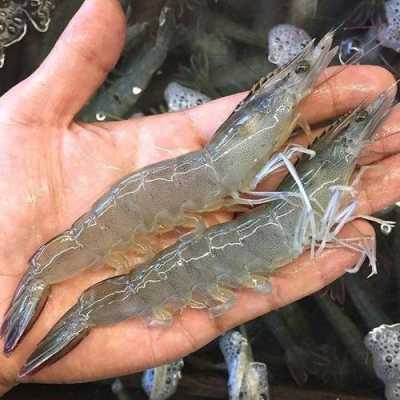 哪里的对虾好(中国哪里的对虾最好)-第3张图片-厨房小当家 哪里的对虾好(中国哪里的对虾最好)-第3张图片-厨房小当家