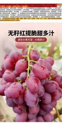 广西红提产地是哪里最好,哪里的红提最好吃-第1张图片-厨房小当家 广西红提产地是哪里最好,哪里的红提最好吃-第1张图片-厨房小当家