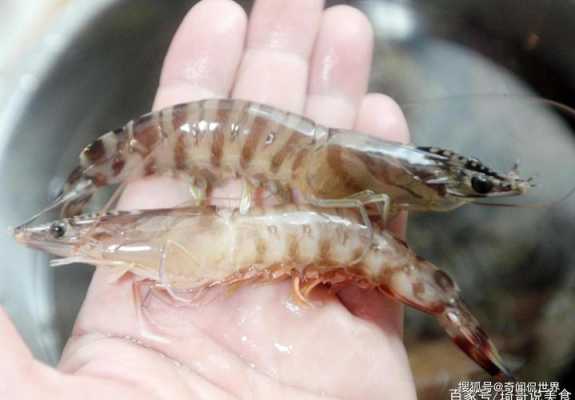 虾筋在哪里(基围虾身上两根线分别是什么)-第2张图片-厨房小当家 虾筋在哪里(基围虾身上两根线分别是什么)-第2张图片-厨房小当家