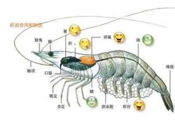 虾腮在哪里(虾腮在哪儿)-第3张图片-厨房小当家 虾腮在哪里(虾腮在哪儿)-第3张图片-厨房小当家