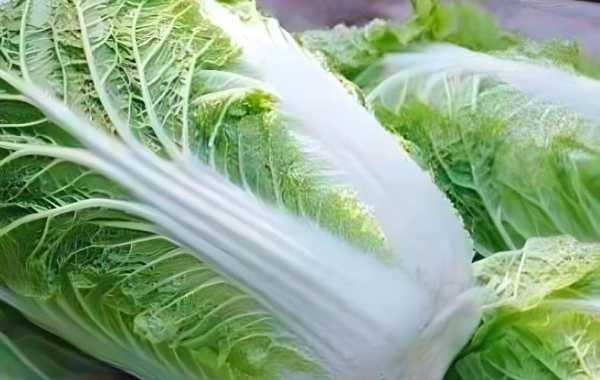 烟筒白菜是哪里的菜(烟筒白菜图片)-第3张图片-厨房小当家 烟筒白菜是哪里的菜(烟筒白菜图片)-第3张图片-厨房小当家