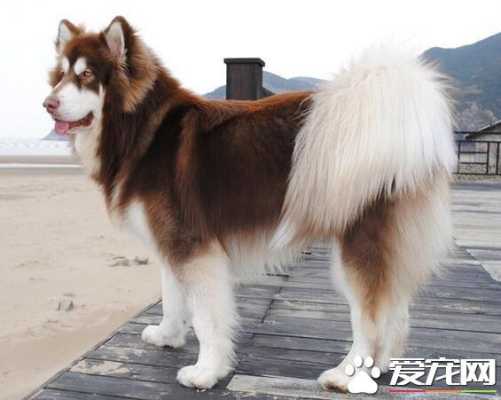 馋包包子怎么样(四个月的阿拉斯加可以吃包子吗)-第3张图片-厨房小当家 馋包包子怎么样(四个月的阿拉斯加可以吃包子吗)-第3张图片-厨房小当家