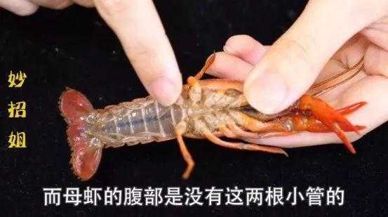 龙虾头在哪里(小龙虾的卵在什么部位)-第3张图片-厨房小当家 龙虾头在哪里(小龙虾的卵在什么部位)-第3张图片-厨房小当家