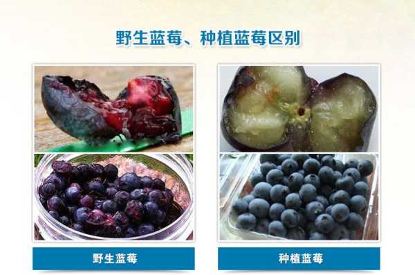 蓝莓干哪里产的最好,蓝莓哪里的好吃-第3张图片-厨房小当家 蓝莓干哪里产的最好,蓝莓哪里的好吃-第3张图片-厨房小当家