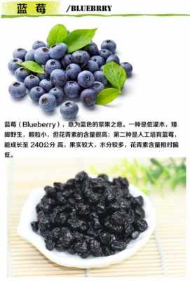 蓝莓干哪里产的最好,蓝莓哪里的好吃-第2张图片-厨房小当家 蓝莓干哪里产的最好,蓝莓哪里的好吃-第2张图片-厨房小当家
