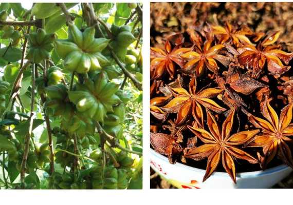 哪里的大料好(八角大料哪里的最好)-第2张图片-厨房小当家 哪里的大料好(八角大料哪里的最好)-第2张图片-厨房小当家