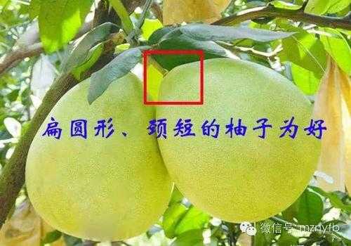 果蒂在哪里(果蒂在什么位置图解)-第2张图片-厨房小当家 果蒂在哪里(果蒂在什么位置图解)-第2张图片-厨房小当家