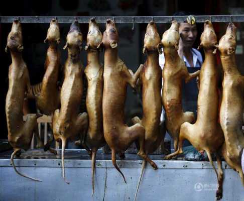 哪里人吃狗肉(哪里吃狗肉最出名)-第1张图片-厨房小当家 哪里人吃狗肉(哪里吃狗肉最出名)-第1张图片-厨房小当家