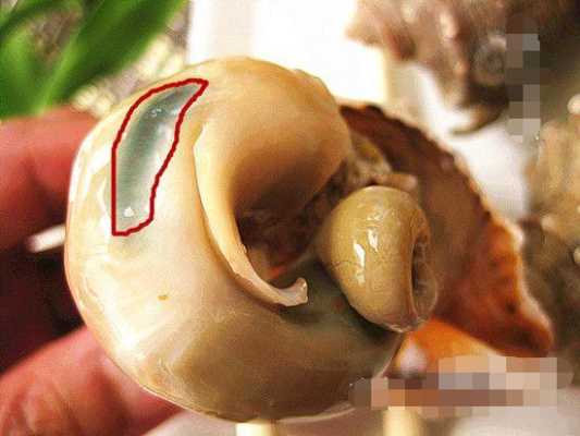 什么是海螺头,海螺的头在哪里图片-第2张图片-厨房小当家 什么是海螺头,海螺的头在哪里图片-第2张图片-厨房小当家