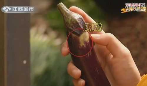 茄子眼是哪里,茄子的眼睛图片看一下-第3张图片-厨房小当家 茄子眼是哪里,茄子的眼睛图片看一下-第3张图片-厨房小当家