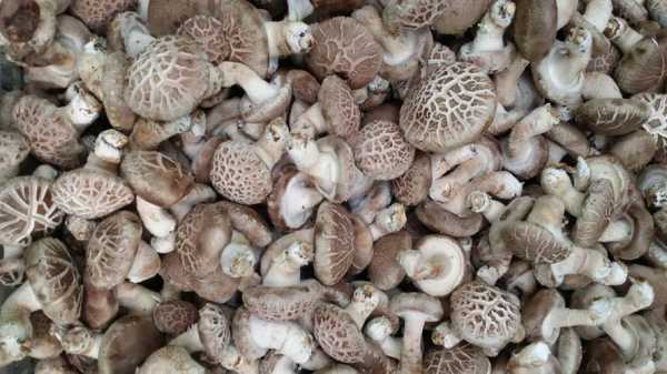 花菇哪里好(花菇哪里的最好)-第2张图片-厨房小当家 花菇哪里好(花菇哪里的最好)-第2张图片-厨房小当家
