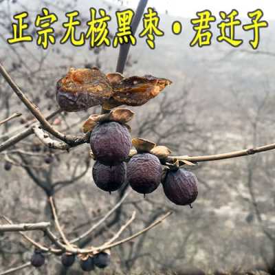 哪里的乌枣最好,黑枣哪里的好吃-第2张图片-厨房小当家 哪里的乌枣最好,黑枣哪里的好吃-第2张图片-厨房小当家