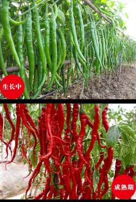 陕西哪里辣椒最好(陕西线辣椒哪的最正宗)-第1张图片-厨房小当家 陕西哪里辣椒最好(陕西线辣椒哪的最正宗)-第1张图片-厨房小当家
