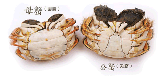 公螃蟹吃哪里,公螃蟹吃哪里图解-第3张图片-厨房小当家 公螃蟹吃哪里,公螃蟹吃哪里图解-第3张图片-厨房小当家