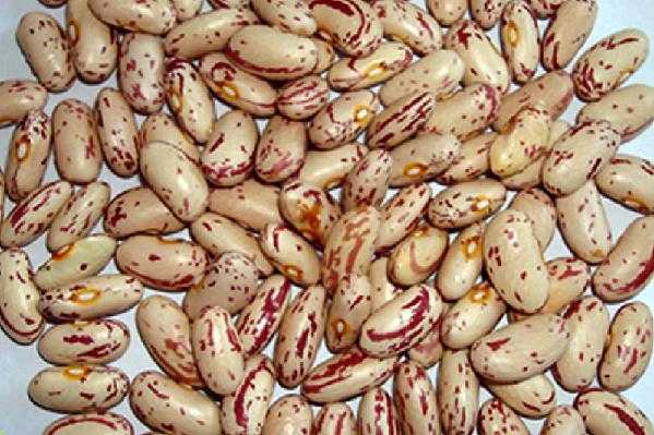 肾豆哪里好(肾豆哪里产的好)-第3张图片-厨房小当家 肾豆哪里好(肾豆哪里产的好)-第3张图片-厨房小当家