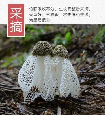 竹荪哪里的好(竹荪哪里的好吃)-第3张图片-厨房小当家 竹荪哪里的好(竹荪哪里的好吃)-第3张图片-厨房小当家