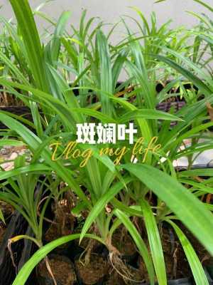 马来西亚有什么纪念品,班兰叶在什么地方有买-第3张图片-厨房小当家 马来西亚有什么纪念品,班兰叶在什么地方有买-第3张图片-厨房小当家