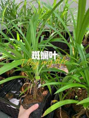 马来西亚有什么纪念品,班兰叶在什么地方有买-第2张图片-厨房小当家 马来西亚有什么纪念品,班兰叶在什么地方有买-第2张图片-厨房小当家
