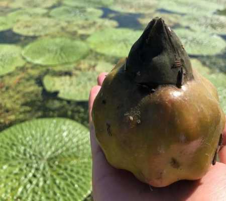 鸡头米哪里的最好(芡实产地哪里最好)-第1张图片-厨房小当家 鸡头米哪里的最好(芡实产地哪里最好)-第1张图片-厨房小当家