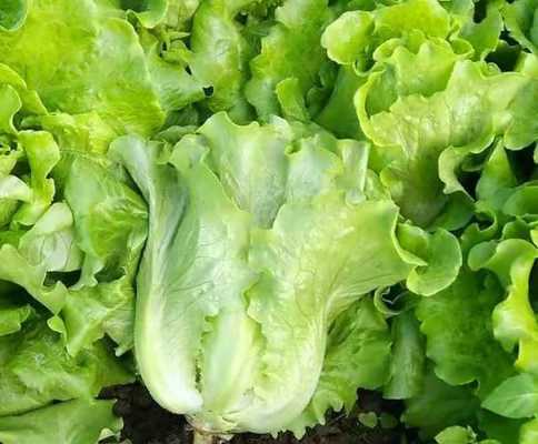 哪里种生菜(浙江12月还能种生菜吗)-第3张图片-厨房小当家 哪里种生菜(浙江12月还能种生菜吗)-第3张图片-厨房小当家