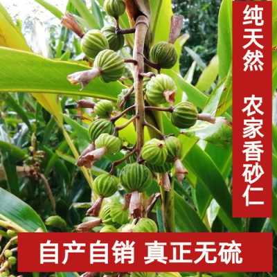 哪里砂仁好(哪里的砂仁最好)-第1张图片-厨房小当家 哪里砂仁好(哪里的砂仁最好)-第1张图片-厨房小当家