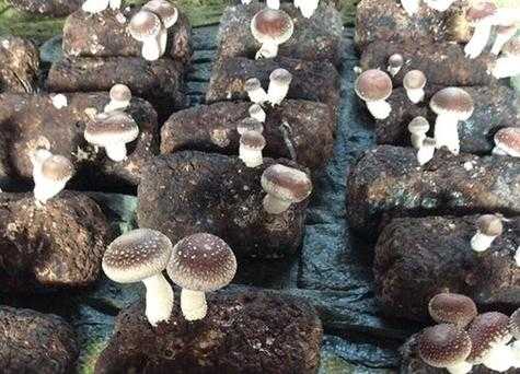 香菇来自哪里(香菇来自哪里的植物)-第2张图片-厨房小当家 香菇来自哪里(香菇来自哪里的植物)-第2张图片-厨房小当家