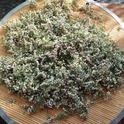 山葱花哪里多,葱花在哪里买-第3张图片-厨房小当家 山葱花哪里多,葱花在哪里买-第3张图片-厨房小当家