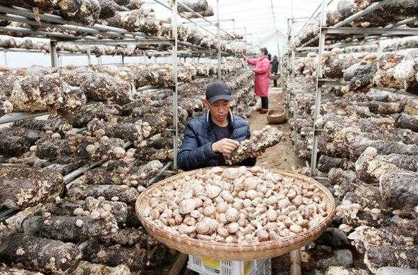 中国香菇之乡排名,花菇哪里的好吃-第3张图片-厨房小当家 中国香菇之乡排名,花菇哪里的好吃-第3张图片-厨房小当家