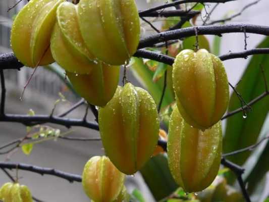 哪里种阳桃(南方可以种杨桃吗)-第3张图片-厨房小当家 哪里种阳桃(南方可以种杨桃吗)-第3张图片-厨房小当家