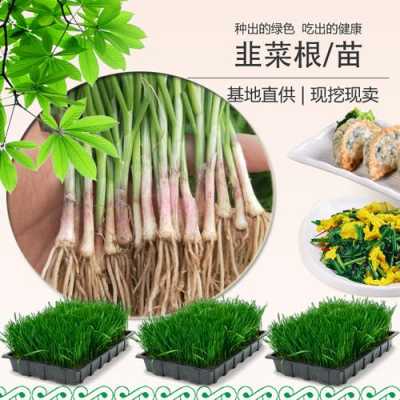 韭菜根哪里买(韭菜根哪里买最正宗)-第2张图片-厨房小当家 韭菜根哪里买(韭菜根哪里买最正宗)-第2张图片-厨房小当家