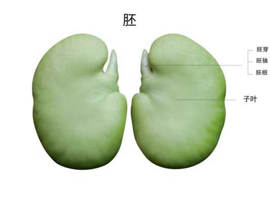蚕豆从哪里来(蚕豆从哪里来的)-第1张图片-厨房小当家 蚕豆从哪里来(蚕豆从哪里来的)-第1张图片-厨房小当家
