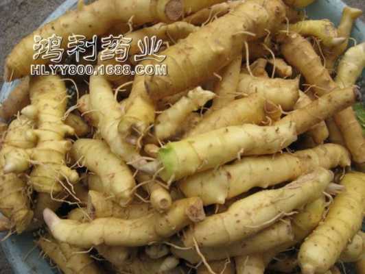 玉竹哪里的好(玉竹哪里的好?)-第2张图片-厨房小当家 玉竹哪里的好(玉竹哪里的好?)-第2张图片-厨房小当家