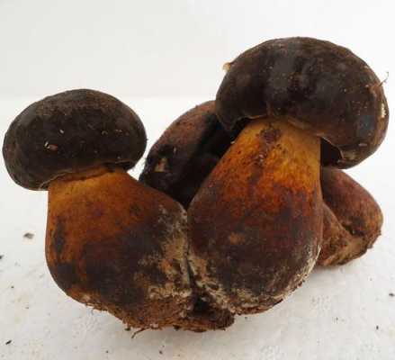 黑蘑菇哪里出(黑蘑菇哪里出名)-第2张图片-厨房小当家 黑蘑菇哪里出(黑蘑菇哪里出名)-第2张图片-厨房小当家