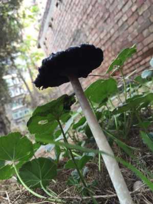 黑蘑菇哪里出(黑蘑菇哪里出名)-第3张图片-厨房小当家 黑蘑菇哪里出(黑蘑菇哪里出名)-第3张图片-厨房小当家